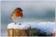 09_Robin in snow.jpg